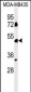 BTNL8 Antibody  (Center)